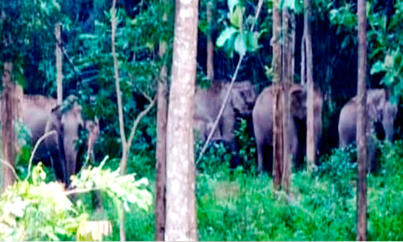 A herd of wild elephants