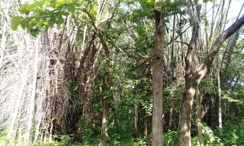 bamboo forest-destroyed