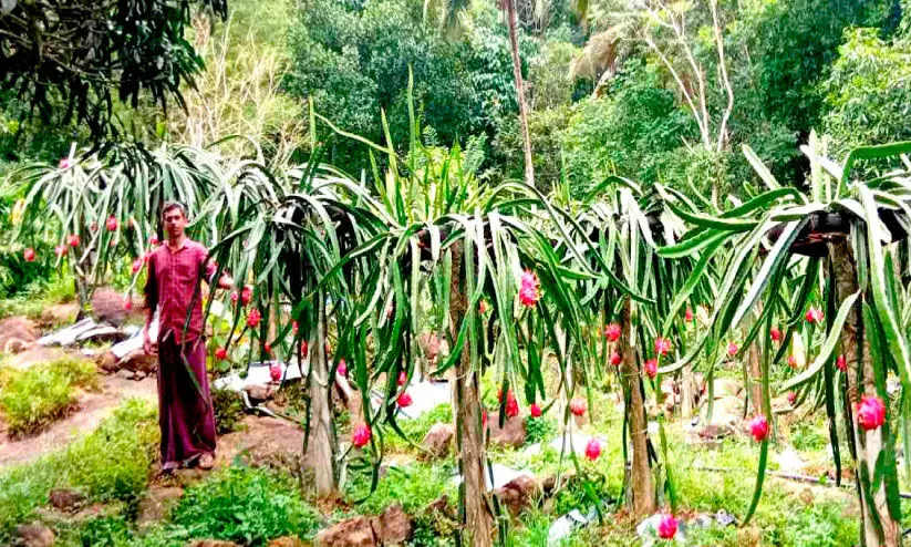 പാറപ്പുറത്ത് ഡ്രാഗൺ ഫ്രൂട്ട്സ് കൃഷി; വിജയം കൈവരിച്ച് കർഷകൻ