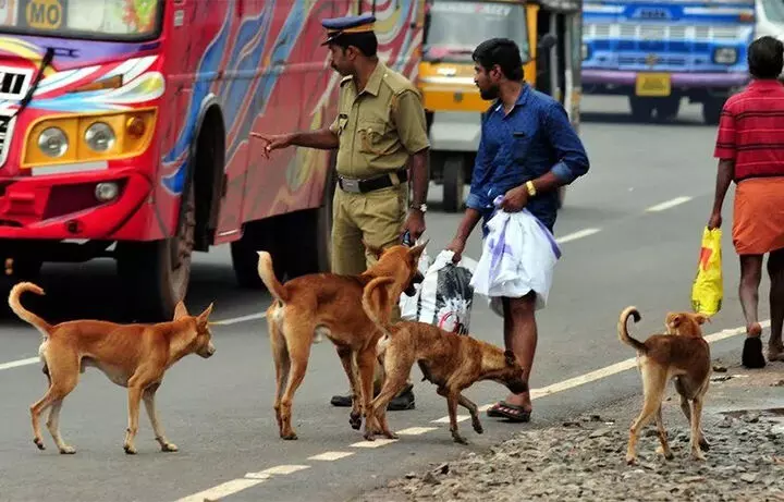 തെരുവു നായ നിയന്ത്രണം: കോലഞ്ചേരിയിൽ എ.ബി.സി കേന്ദ്രം ആരംഭിക്കും