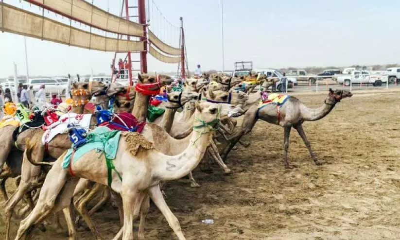 camel festival