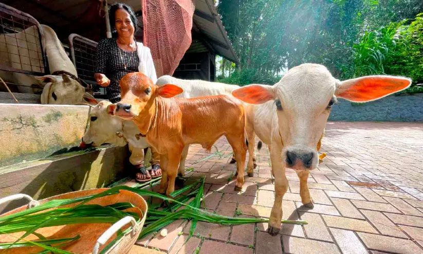 പൊങ്കാനൂര്‍ പശുക്കുട്ടികള്‍ കുടയത്തൂരിലും