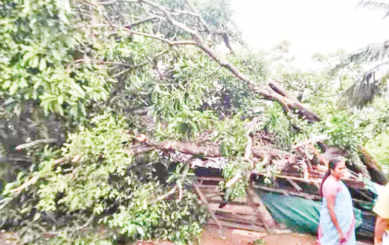 ചെർപ്പുളശ്ശേരിയിലും ഷൊർണൂരിലും ചുഴലി; കുലുക്കല്ലൂരിലും കോട്ടായിലും വ്യാപകനാശം