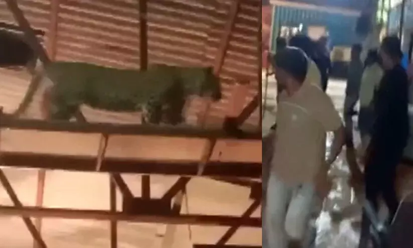 A leopard entered the sets of a Marathi TV serial