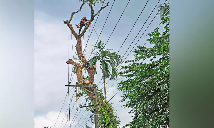 ഭീതി ഒഴിഞ്ഞു; അപകട മാവ് മുറിച്ചുമാറ്റി