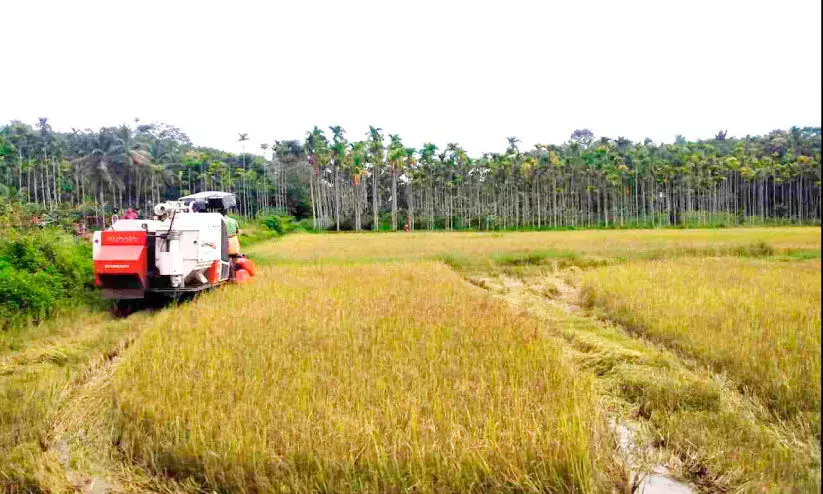 വെ​ള്ള​ത്തി​ൽ മു​ങ്ങി​യ നെ​ല്ല് കൊ​യ്തെ​ടു​ത്ത് ക​ർ​ഷ​കക്കൂട്ടം