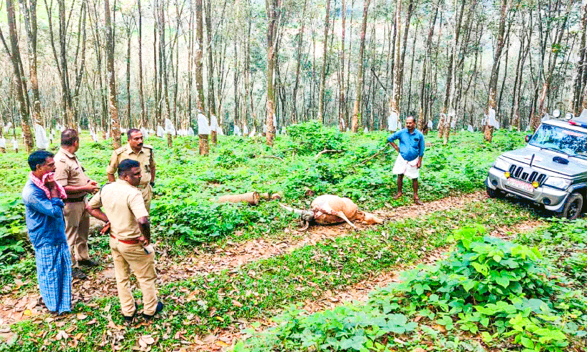 വളർത്തുമൃഗങ്ങളെ പാതി ഭക്ഷിച്ചനിലയിൽ കണ്ടെത്തി; വീണ്ടും പുലിയെന്ന് സംശയം