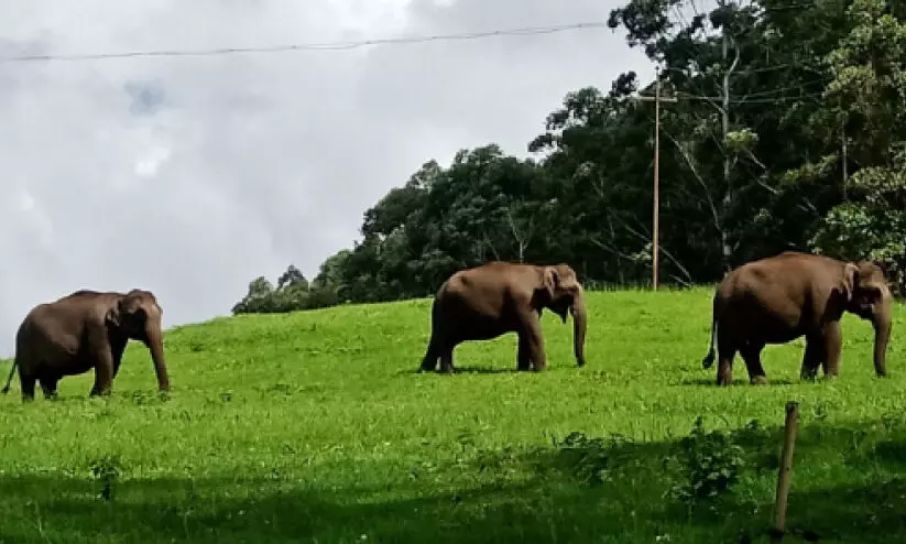 മാട്ടുപ്പെട്ടിയിൽ സഞ്ചാരികൾക്ക്​ കൗതുകം നിറച്ച്​ കാട്ടാനക്കൂട്ടം