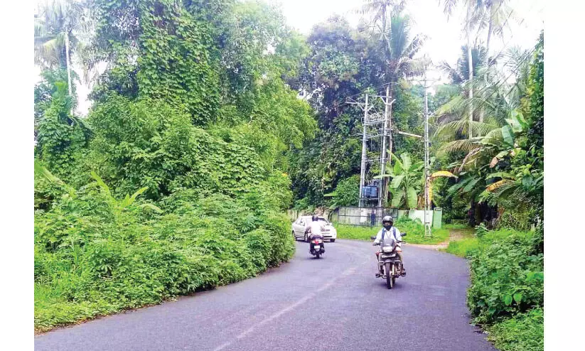 വ​ഴി​യോ​രം കാ​ടു​മൂ​ടു​ന്നു; കാ​ണാ​തെ അ​ധി​കാ​രി​ക​ൾ