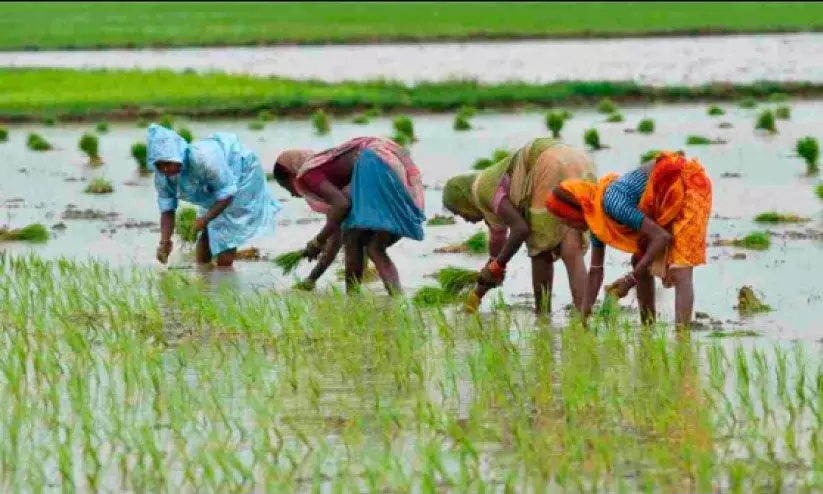 കോൾ പാടങ്ങളിൽ തകർച്ചയുടെ കഥകൾ മാത്രം