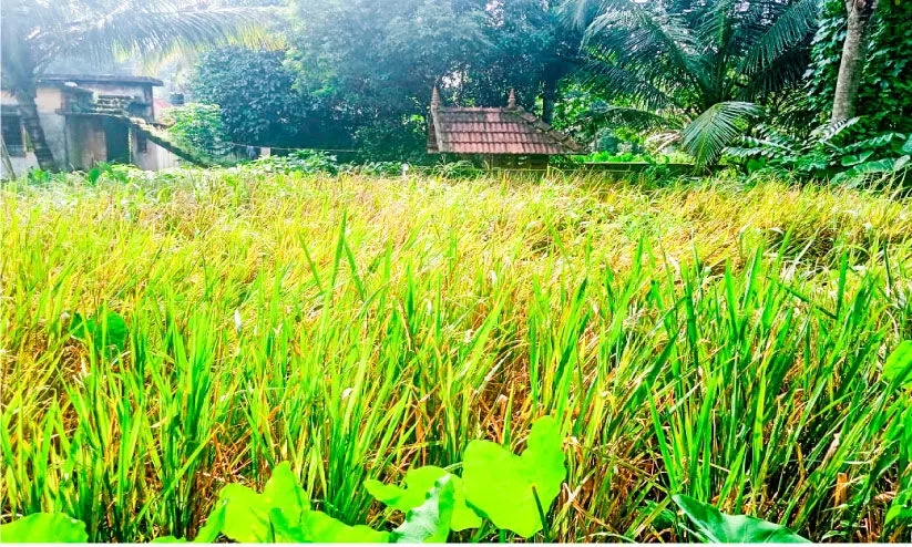 ശബരിമല നിറപുത്തരി കൊയ്ത്തുത്സവം ഒമ്പതിന്