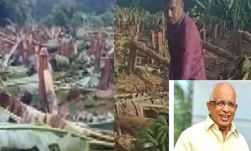 വാഴവെട്ടൽ: മനുഷ്യജീവന് ഭീഷണിയായതിനാലെന്ന് കെ. കൃഷ്ണൻ കുട്ടി