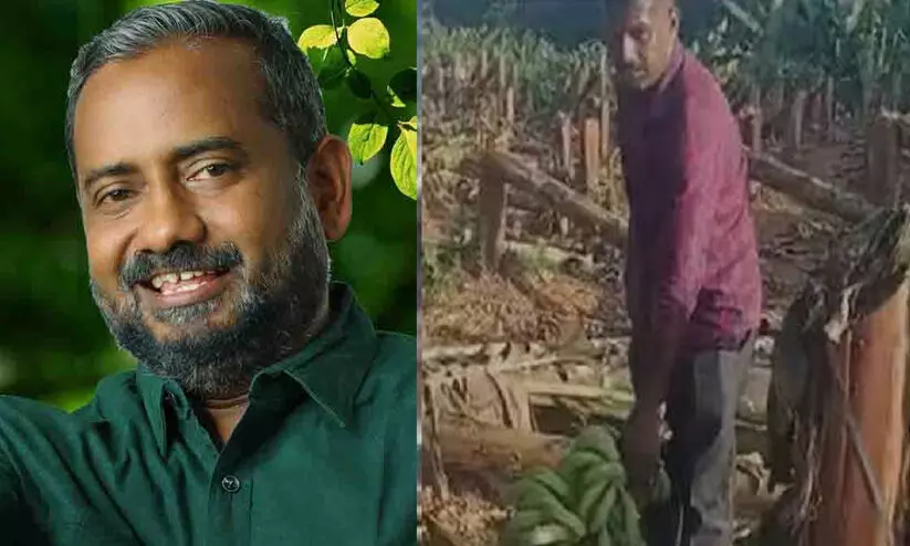 വാഴവെട്ടൽ:  കർഷകന് നഷ്ടപരിഹാരം നൽകണമെന്ന് പി. പ്രസാദ്