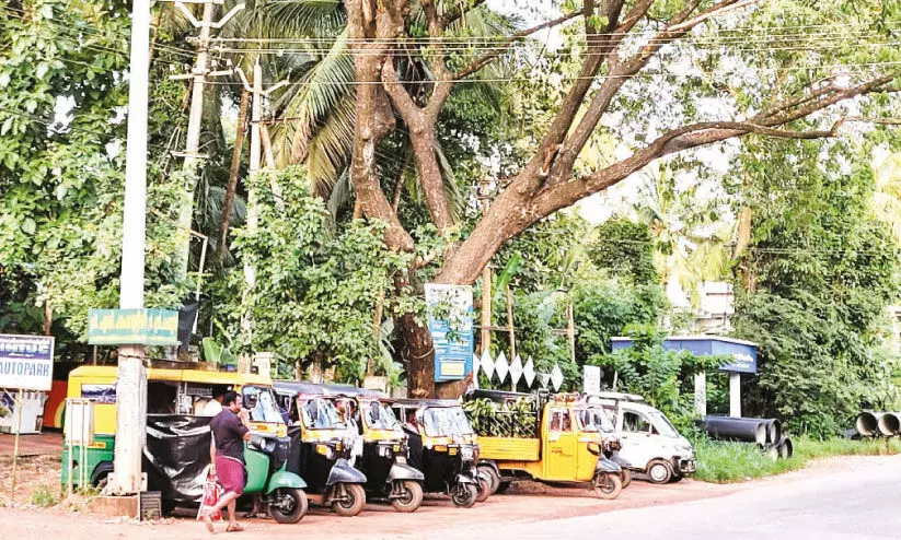 സംസ്ഥാന പാതയിലെ മരം അപകടഭീഷണി