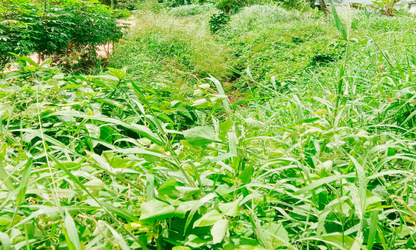 Allur-Karur Annallur Irrigation Canal