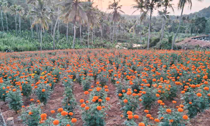 Marigolds