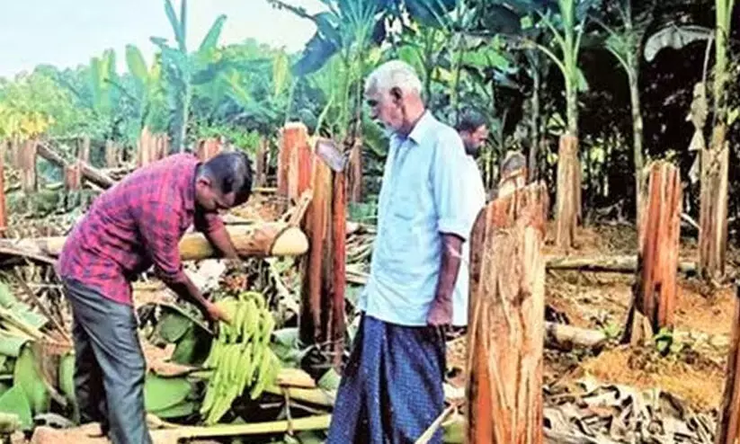 വാഴ വെട്ടിനശിപ്പിച്ച സംഭവം; കെ.എസ്.ഇ.ബി കർഷകന് മൂന്നര ലക്ഷം നഷ്ടപരിഹാരം നൽകും