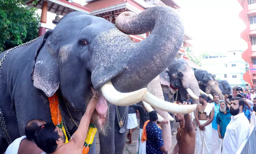 പാറമേക്കാവ് ക്ഷേത്രത്തിൽ ഗജപൂജയും ആനയൂട്ടും