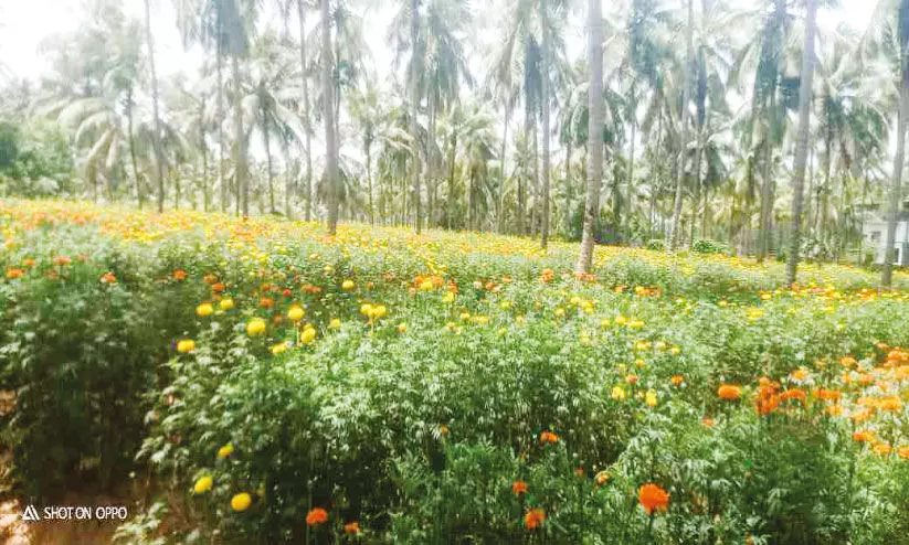 ഓ​ണം അ​ടു​ത്തെ​ത്തി; ആ​ലി​ങ്ങ​ലി​ൽ വി​ള​വെ​ടു​പ്പി​ന് ത​യാ​റാ​യി പൂ​ക്ക​ൾ