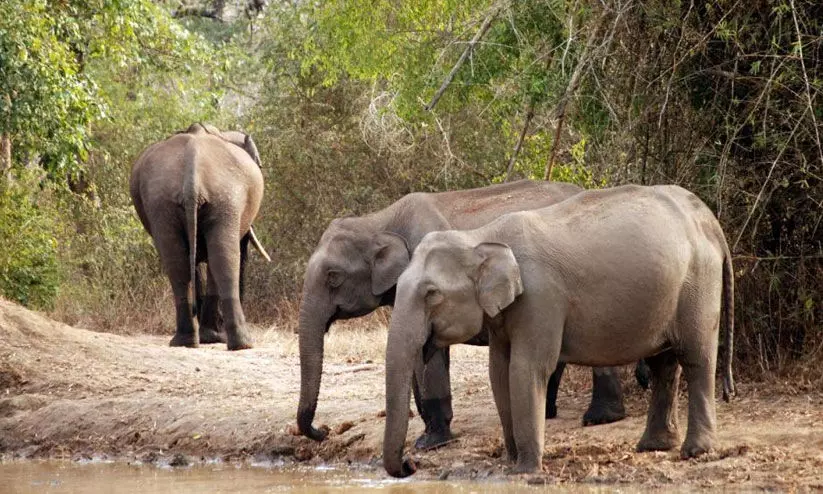 കർണാടകയിൽ ആനകളുടെ എണ്ണത്തിൽ വർധന