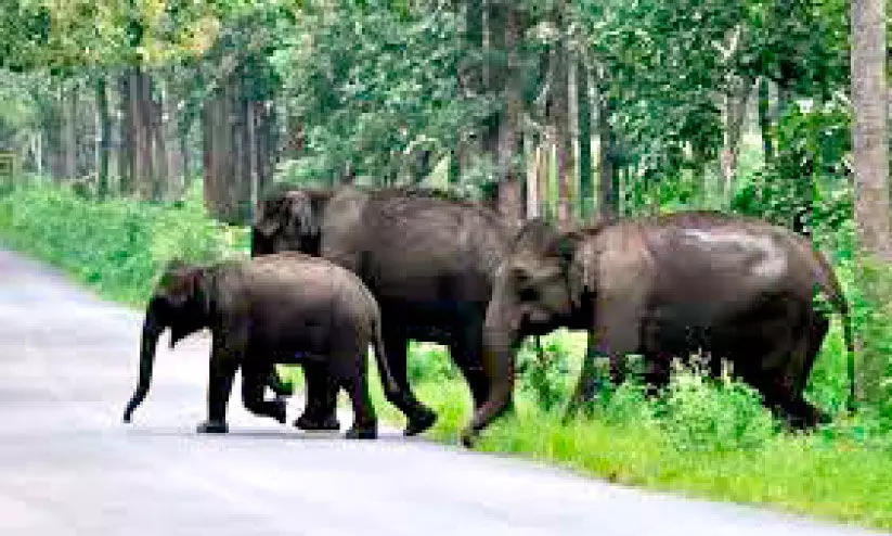 വനം സെൻസസിൽ ആനകളുടെ എണ്ണം കുറഞ്ഞു; ബ്ലോ​ക്ക് കൗ​ണ്ട് പ​രി​ശോ​ധ​ന​യി​ൽ ക​ണ്ടെ​ത്തി​യ​ത് 1,920 ആ​ന​ക​ൾ