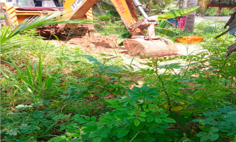 coconut saplings