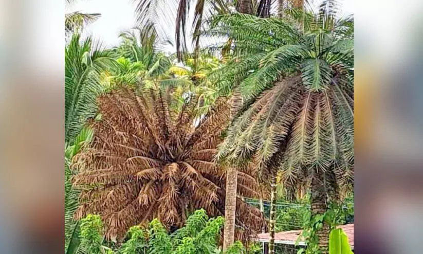 അപൂർവ രോഗം; ഈന്തുകൾ കൂട്ടത്തോടെ ഉണങ്ങുന്നു