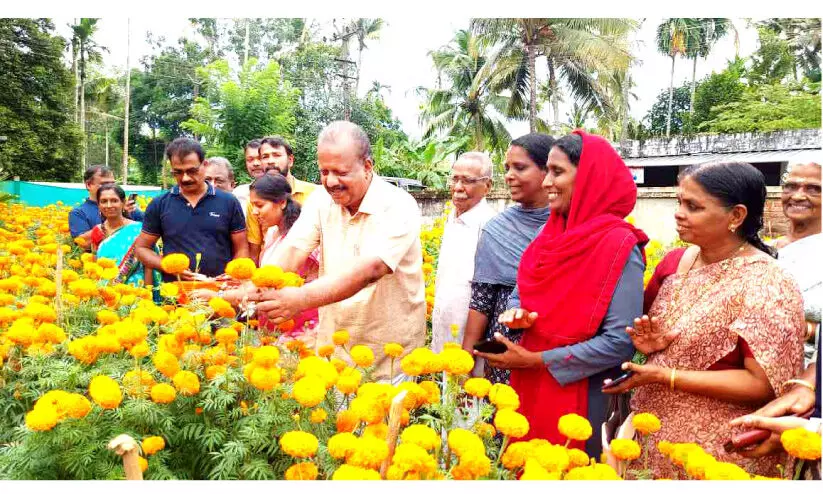 ചെണ്ടുമല്ലി വസന്തം വിരിഞ്ഞു