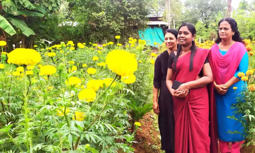 കൊ​ട​ക​ര​യി​ൽ ഇ​ക്കു​റി ഓ​ണ​ത്തി​ന് നാ​ട​ൻ പൂ​ക്ക​ളം