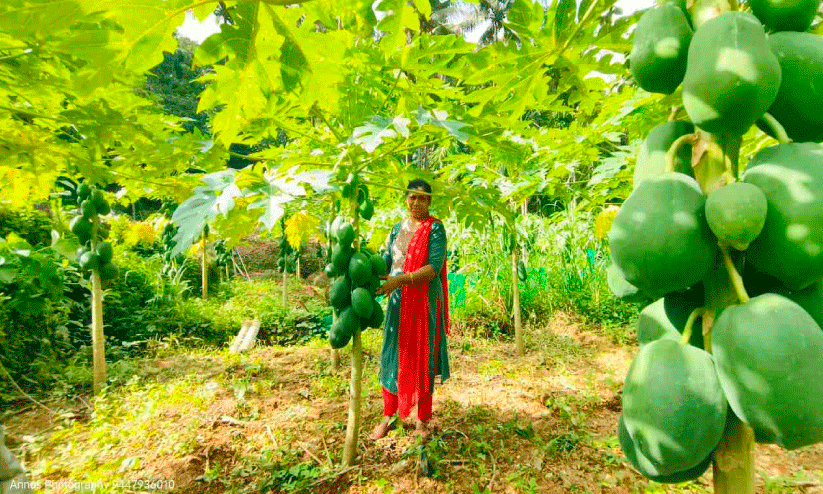 papaya cultivation