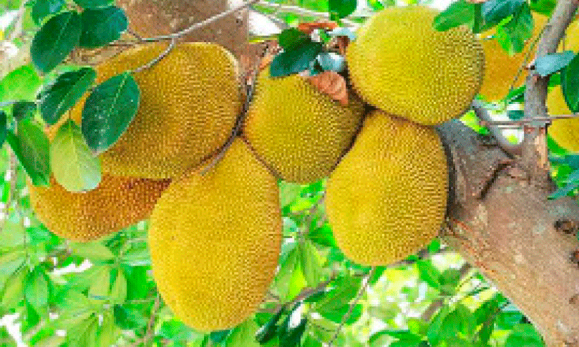 jack fruit season