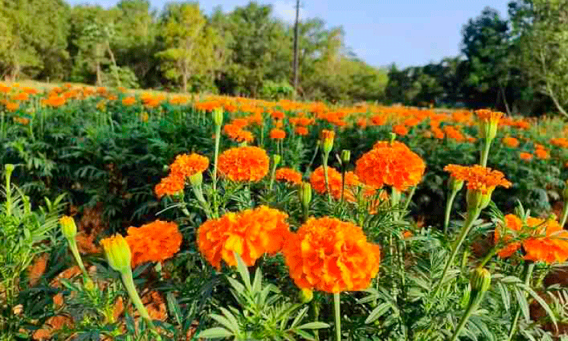 Onam flowers