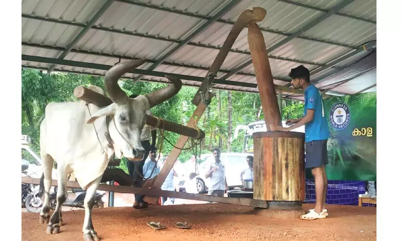 മരച്ചക്ക് മാത്രമല്ല കാളയും തിരിച്ചുവരവിനൊരുങ്ങി