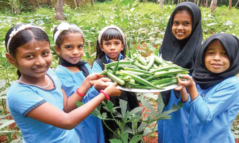 സ്വ​ന്ത​മാ​യി ഒ​രു​ക്കി​യ പ​ച്ച​ക്ക​റി തോ​ട്ട​ത്തി​ൽ​നി​ന്ന് ​ഓണ​സ​ദ്യ​ക്കാ​യി പ​റി​ച്ചെ​ടു​ത്ത വെ​ണ്ട​ക്ക​യു​മാ​യി കാ​ട്ടി​പ്പ​രു​ത്തി ജി.​എ​ൽ.​പി സ്കൂ​ൾ വി​ദ്യാ​ർ​ഥി​ക​ൾ