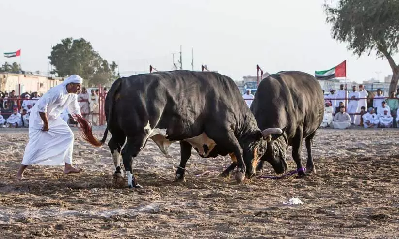 വ്യ​ത്യ​സ്തം, ഫു​ജൈ​റ ബു​ള്‍ ഫൈ​റ്റി​ങ്​