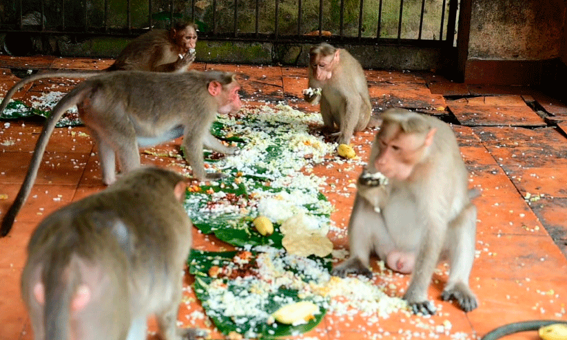 ഉത്രാടദിനത്തിൽ ഓണസദ്യയുണ്ട്​ വാനരക്കൂട്ടം