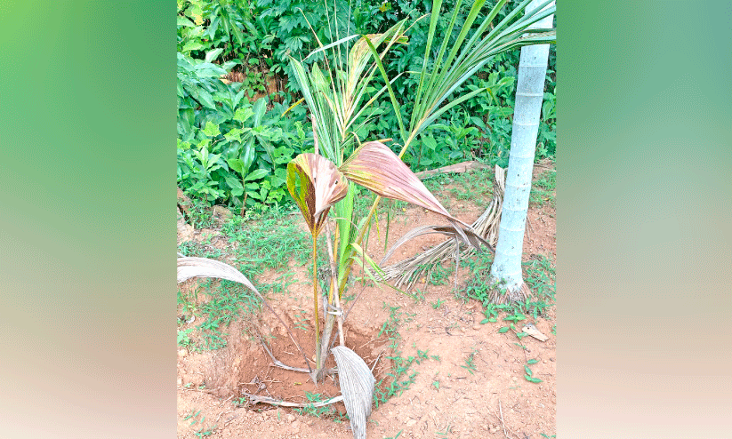 മഴയില്ല; കർഷകർ ആശങ്കയിൽ