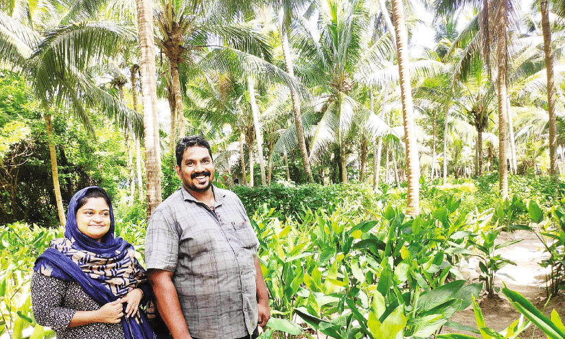 ഇന്ന് ലോക നാളികേര ദിനം;‘തെ​ങ്ങ് ച​തി​ക്കി​ല്ല,   കൃ​ഷി​രീ​തി​ക​ള്‍ മാ​റ​ണം’