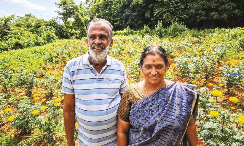 പ​രീ​ക്ഷണ​മാ​യി പൂ ​കൃ​ഷി;  വി​ജ​യം​കൊ​യ്ത് അ​ധ്യാ​പ​ക ദ​മ്പ​തി​ക​ൾ