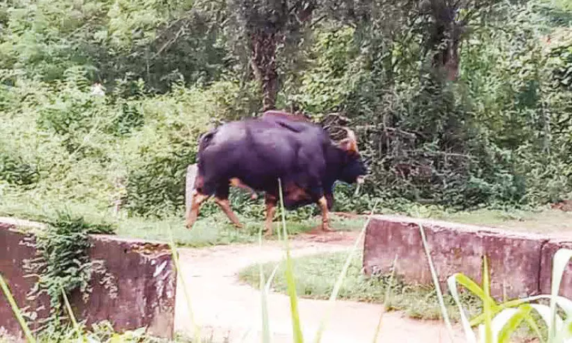 തെ​ങ്ക​ര മേ​ലാ​മു​റി​യി​ൽ കാ​ട്ടു​പോ​ത്തി​റ​ങ്ങി