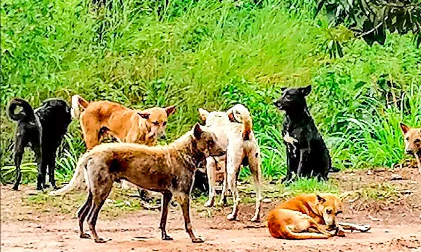 തെരുവുനായ്​ ശല്യം രൂക്ഷം; പുറത്തിറങ്ങാൻ ഭയന്ന് നാട്ടുകാർ