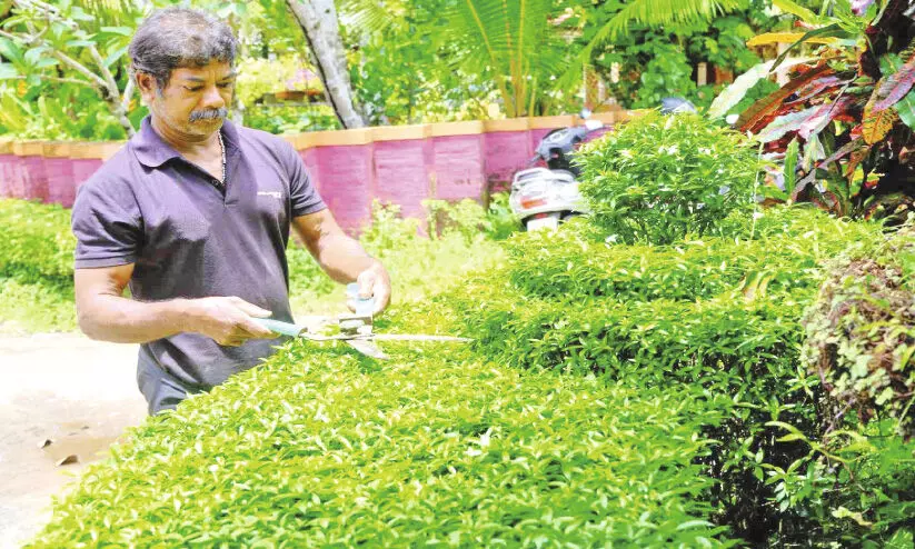 പാതയോരത്ത് മനോഹര കാഴ്ചയൊരുക്കി സതീഷ്