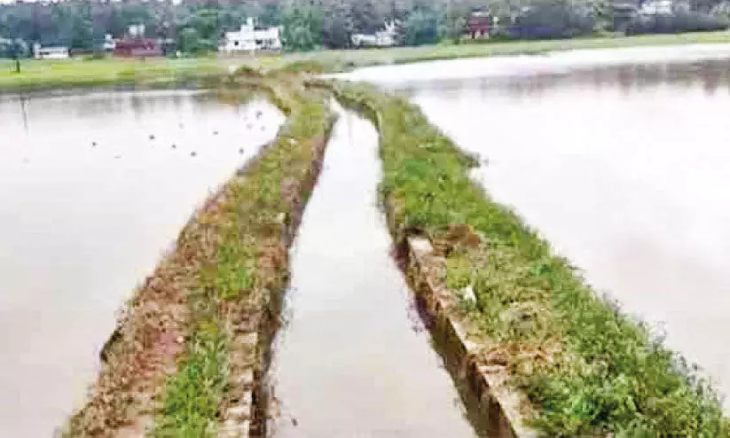 ഒ​റ്റ​ത്ത​റ പാ​ട​ത്ത് 13 ഏ​ക്ക​ർ മു​ണ്ട​ക​ൻ കൃ​ഷി വെ​ള്ള​ത്തി​ൽ