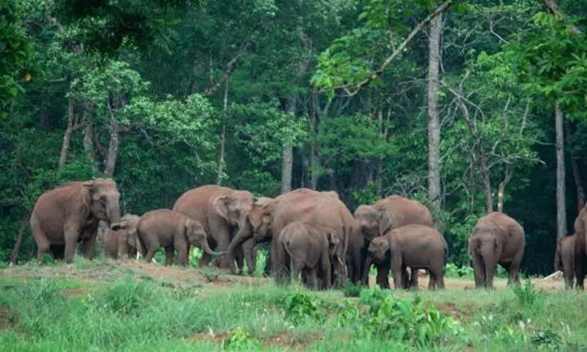 രാജ്യത്ത് 150 ആനത്താരകൾ; പശ്ചിമബംഗാളിൽ 26