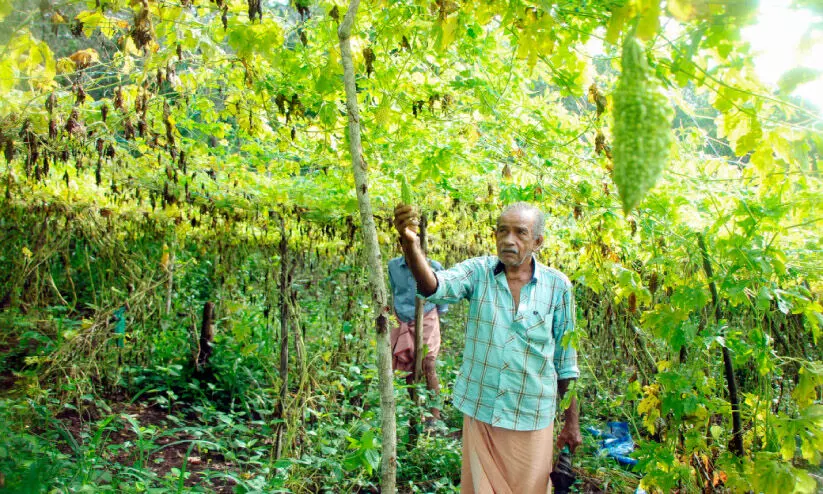 കാലാവസ്ഥാമാറ്റം തകർത്തെറിഞ്ഞത് ഗോവിന്ദന്റെ സ്വപ്നം