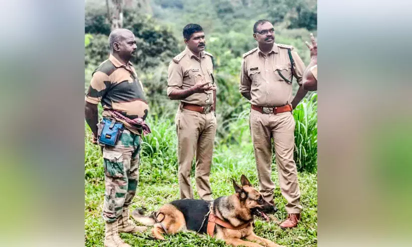 കാട്ടാന ചെരിഞ്ഞതിൽ അന്വേഷണം  ഊർജിതമാക്കി വനംവകുപ്പ്