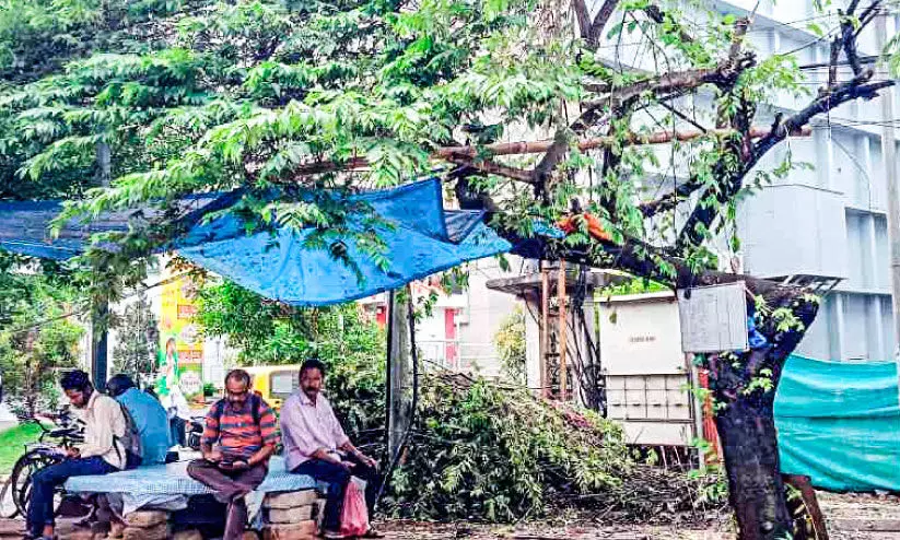 വൈദ്യുതി ലൈൻ വലിക്കുന്നതിന്‍റെ മറവിൽ തണൽമരം വെട്ടിമാറ്റാൻ ശ്രമം