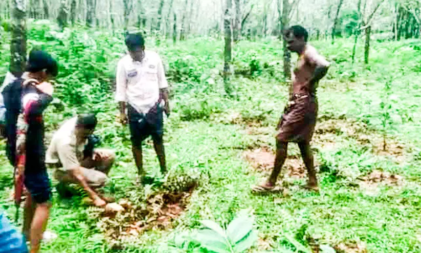 ടി.ആർ ആൻഡ്​ ടീ എസ്റ്റേറ്റിൽ വീണ്ടും   വന്യമൃഗ ആക്രമണം