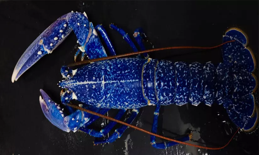 blue lobster