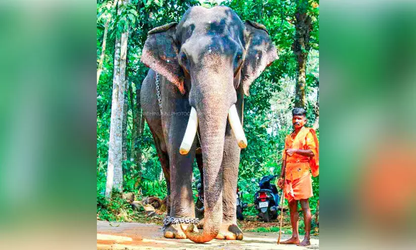 പാപ്പാനെ ഒഴിവാക്കി; മലയാലപ്പുഴ രാജൻ ദുരിതത്തിൽ